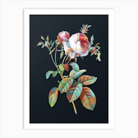 Vintage Pink Cabbage Rose de Mai Botanical Watercolor Illustration on Dark Teal Blue n.0852 Art Print