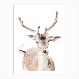 Deer With Antlers Art Print