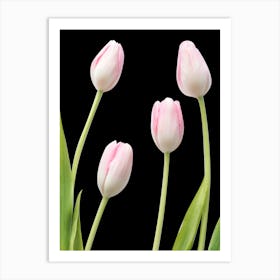 Pink Tulips On Black Background Art Print