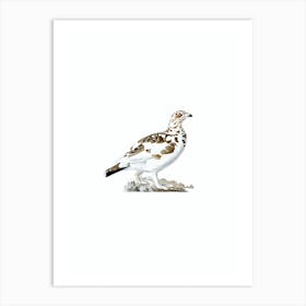 Vintage Willow Ptarmigan Bird Illustration on Pure White Art Print