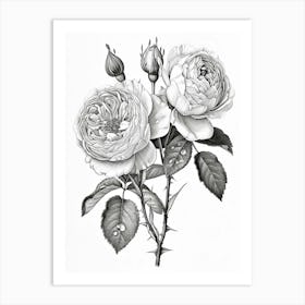 Roses Sketch 50 Art Print