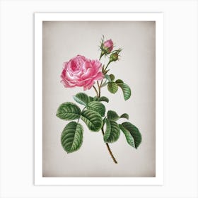 Vintage Provence Rose Botanical on Parchment n.0152 Art Print