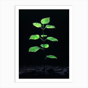 Green Plant In The Dark 7 Art Print