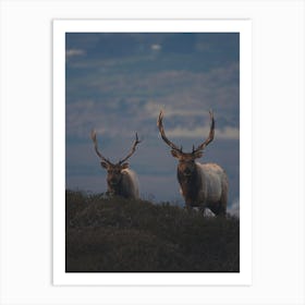 Bull Elk Evening Art Print