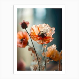 Transparent Poppy Art Print