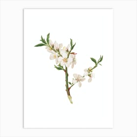 Vintage Almond Tree Flower Botanical Illustration on Pure White n.0730 Art Print