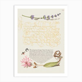 Hyssop, Insect, And Cuckoo Flower From Mira Calligraphiae Monumenta, Joris Hoefnagel Art Print