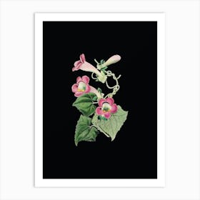 Vintage Blushing Lophospermum Flower Botanical Illustration on Solid Black n.0163 Art Print