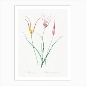 Horned Tulip Illustration From Les Liliacées, Pierre Joseph Redouté Art Print