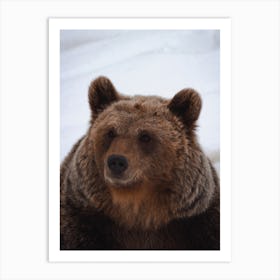 Grizzly Bear Snow Art Print