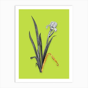 Vintage Crimean Iris Black and White Gold Leaf Floral Art on Chartreuse n.0441 Art Print