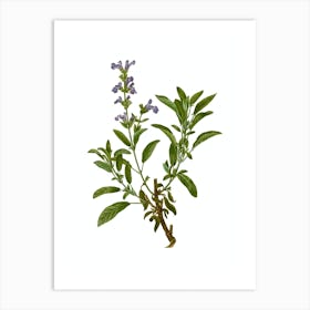 Vintage Garden Sage Botanical Illustration on Pure White n.0464 Art Print