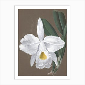 White Orchid Art Print