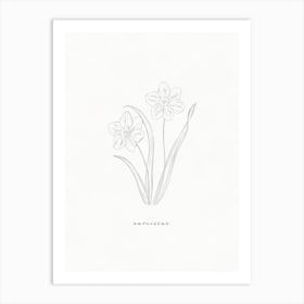 Narcissus Line Drawing Art Print