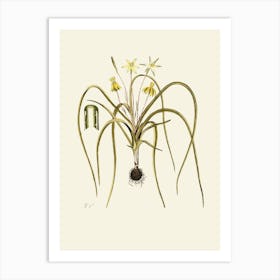 Daffodil 1 Art Print