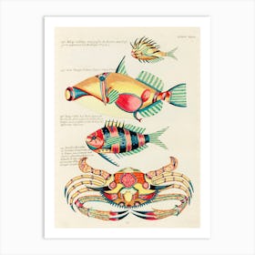Colourful And Surreal Illustrations Of Fishes And Crab Found In The Indian And Pacific Oceans, Louis Renard(68) Art Print