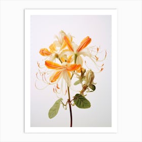 Pressed Wildflower Botanical Art Honeysuckle Art Print