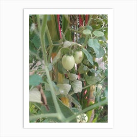 Tomatoes On The Vine Art Print