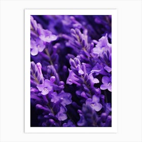 Lavender Flowers 1 Art Print