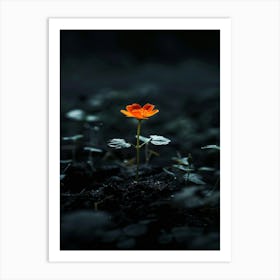 Single Flower In The Dark 101 Art Print