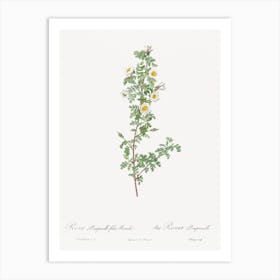 Burnet Rose, Pierre Joseph Redoute 1 Art Print