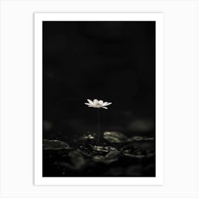 Lotus Flower 33 Art Print