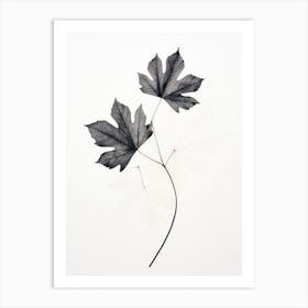 Two Maple Leaves Art Print