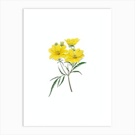 Vintage Golden Coreopsis Flower Botanical Illustration on Pure White n.0698 Art Print