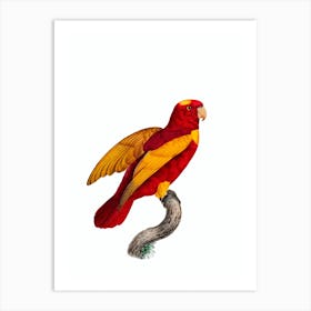 Vintage Red And Gold Lory Bird Illustration on Pure White Art Print