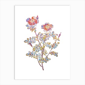 Stained Glass Variegated Burnet Rose Mosaic Botanical Illustration on White n.0115 Art Print