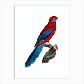 Vintage Crimson Rosella Parrot Bird Illustration on Pure White Art Print