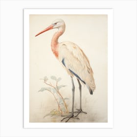 Vintage Bird Drawing Stork 1 Art Print
