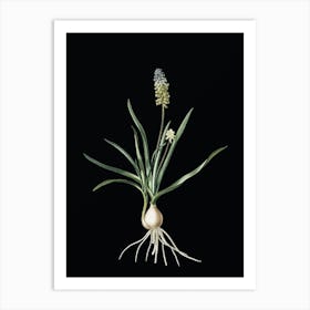 Vintage Muscari Ambrosiacum Botanical Illustration on Solid Black n.0049 Art Print