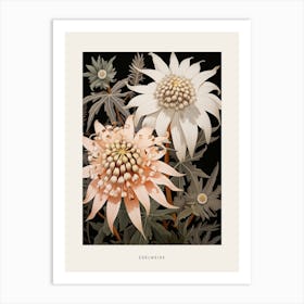 Flower Illustration Edelweiss 4 Poster Art Print
