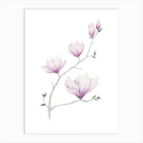 Magnolia Botanical Watercolor Painting Art Print