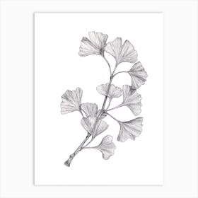 Gingko Botanical Art Print