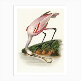 Pink Spoonbill Canvas Print Art Print