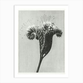 Lacy Phacelia (1928), Karl Blossfeldt Art Print