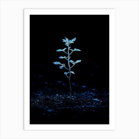 Small Plant In The Dark 4 Art Print