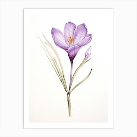 Saffron Vintage Botanical Herbs 2 Art Print