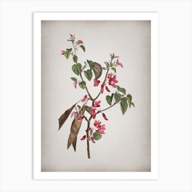 Vintage Judas Tree Botanical on Parchment n.0118 Art Print