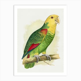 Parrot 32 Art Print