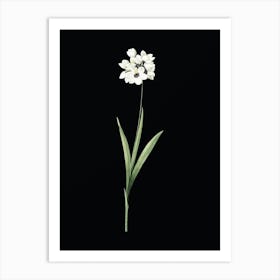 Vintage Ixia Maculata Botanical Illustration on Solid Black n.0563 Art Print