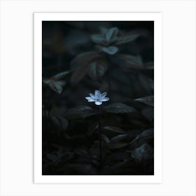 Flower In The Dark 2 Art Print