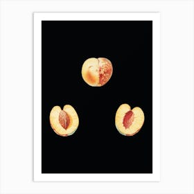 Vintage Nectarine Botanical Illustration on Solid Black n.0465 Art Print