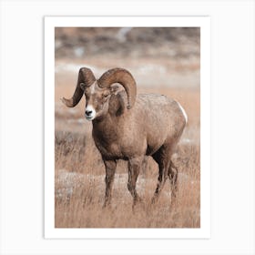 Colorado Bighorn Sheep View Art Print