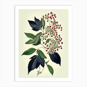 Elderberry Blossom Wildflower Vintage Botanical Art Print