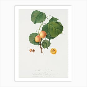 Yellow Apricot (Prunus Armeniaca) From Pomona Italiana (1817 1839), Giorgio Gallesio Art Print