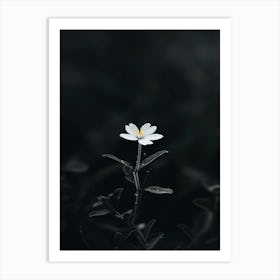 White Flower In The Dark 37 Art Print