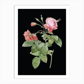 Vintage Pink Boursault Rose Botanical Illustration on Solid Black n.0199 Art Print